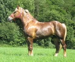 konik2.jpg