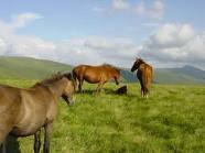 konik5.jpg