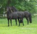 konik3.jpg