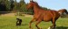 konik4.jpg